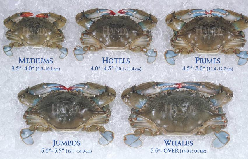 Handy Domestic Fresh Soft Crab